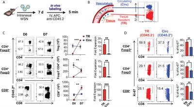 PD-1 and ICOS counter-regulate tissue resident regulatory T cell development and IL-10 production during flu